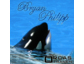 Bryan Philipp - Orcas Tränen